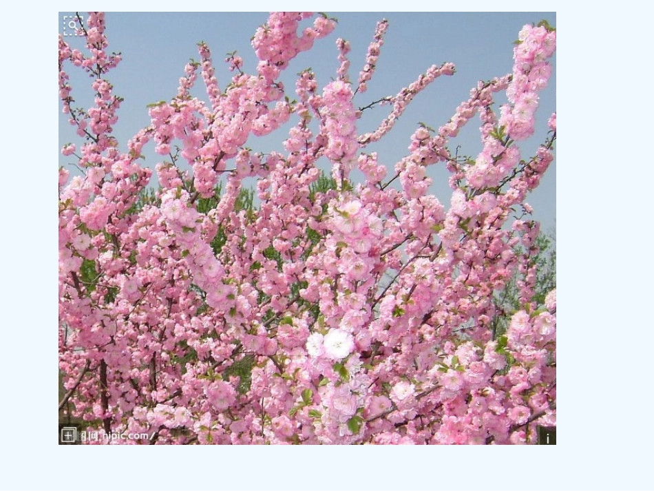 (部编)初中语文人教2011课标版七年级下册一棵小桃树-(24)_第2页