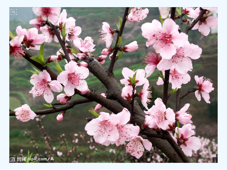 (部编)初中语文人教2011课标版七年级下册一棵小桃树-(24)_第3页