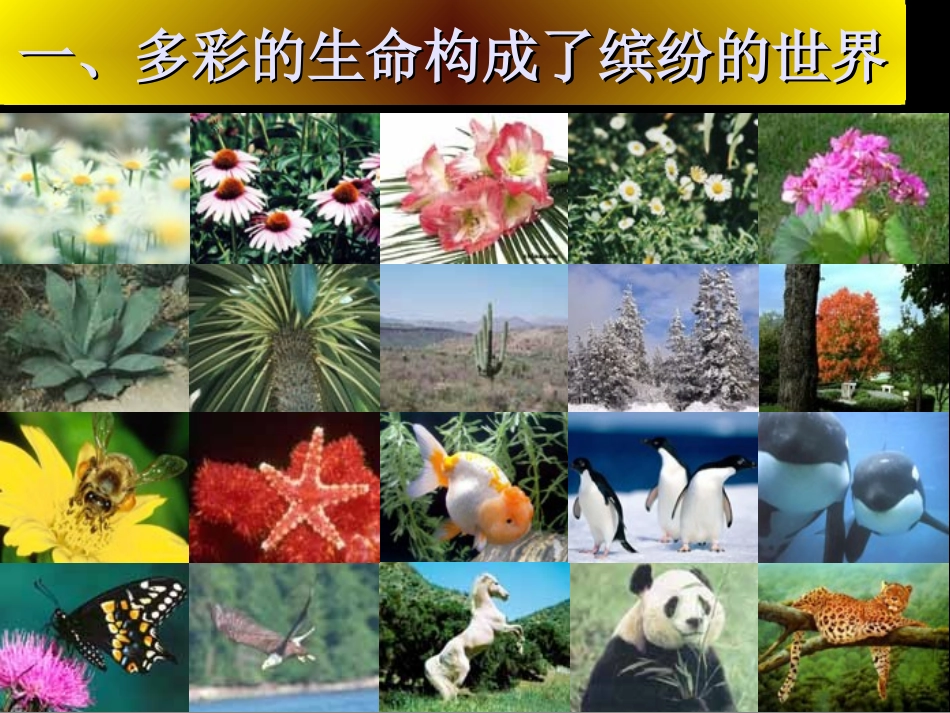 第三课第一框《世界因生命而精彩》._第3页