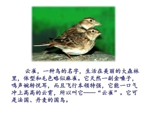 《云雀的心愿》(第一课时)