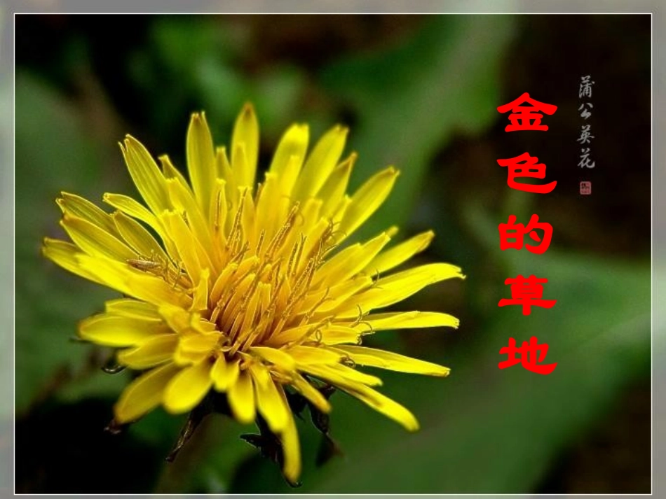 小学三年级上册语文第二课金色的草地PPT课件2_第1页