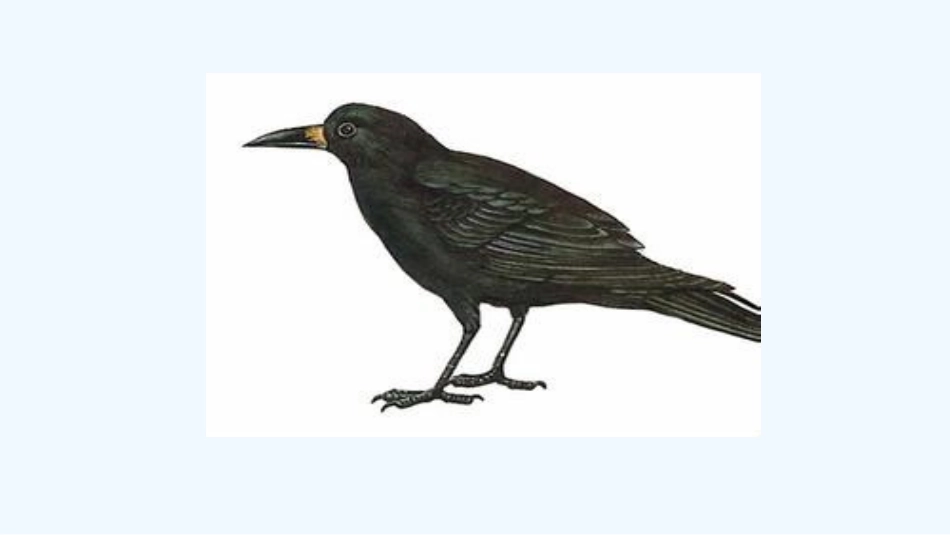 《乌鸦喝水》_第1页