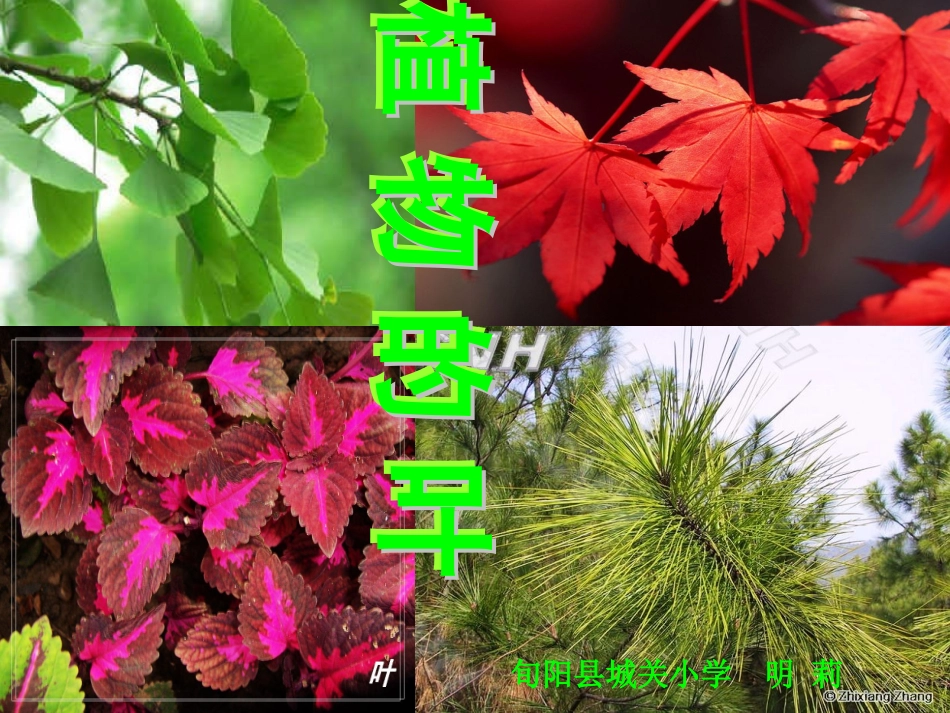 第五课植物的叶._第1页