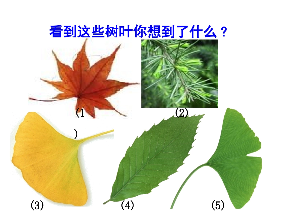 第五课植物的叶._第3页