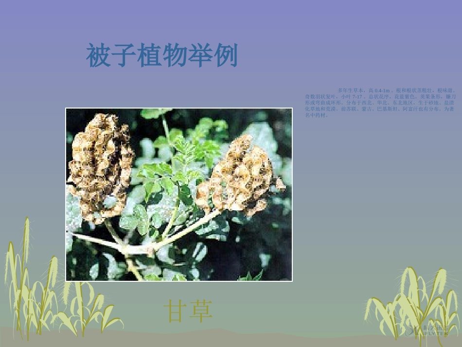 【素材】《五彩缤纷的植物世界》被子植物举例(苏教)_第1页