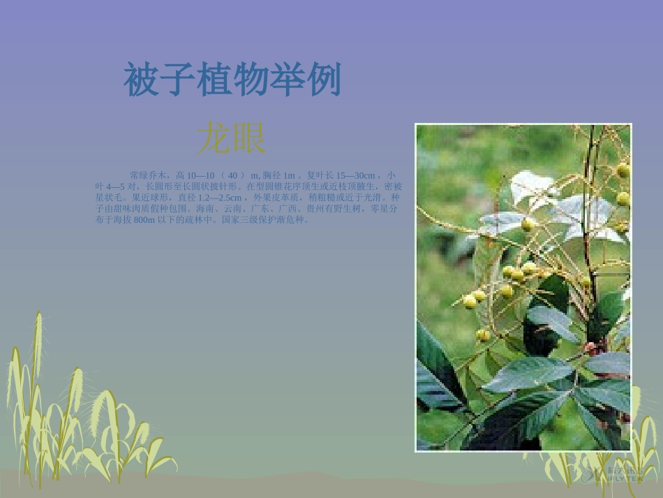 【素材】《五彩缤纷的植物世界》被子植物举例(苏教)_第2页