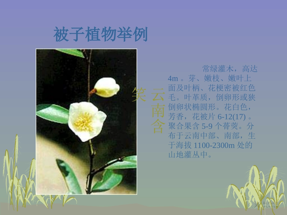 【素材】《五彩缤纷的植物世界》被子植物举例(苏教)_第3页