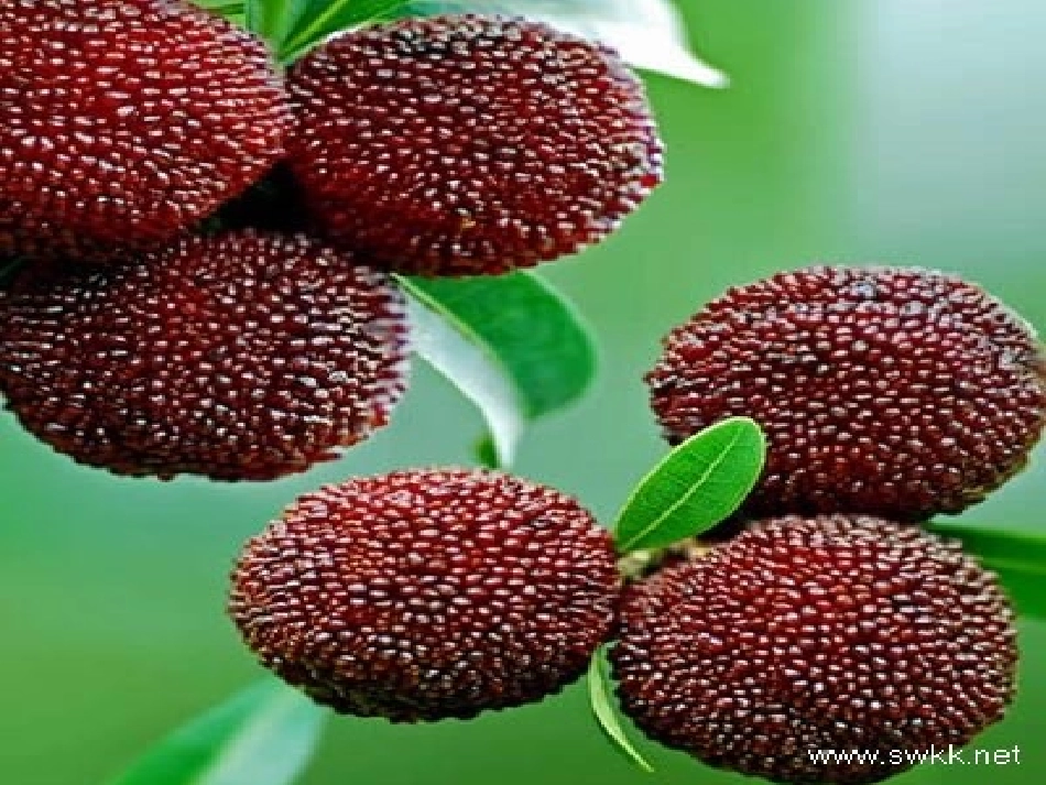 我爱故乡的杨梅-----最_第2页