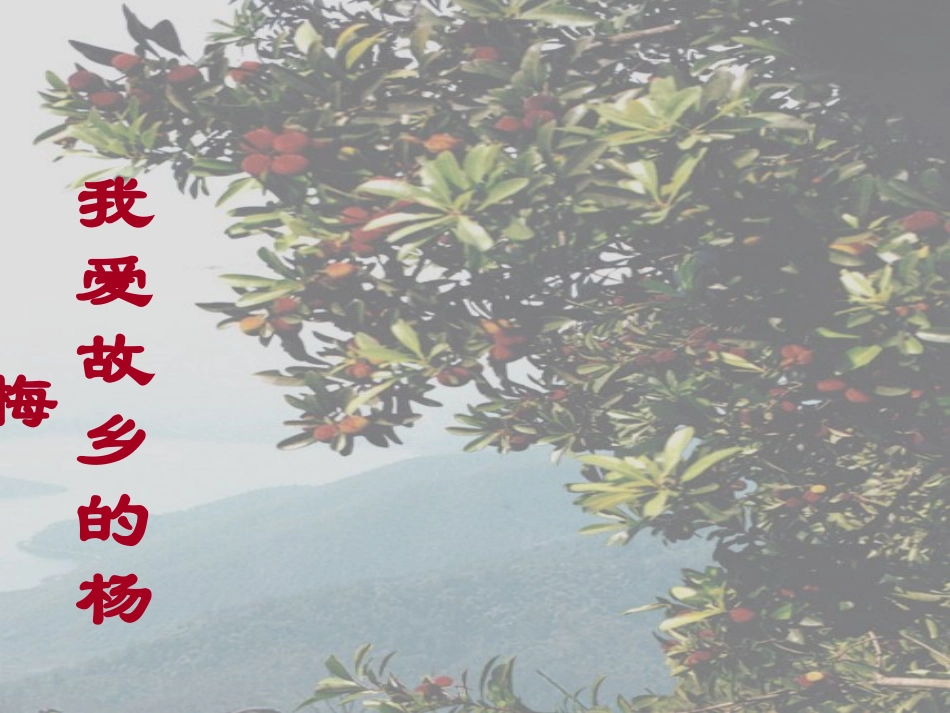 我爱故乡的杨梅-----最_第3页