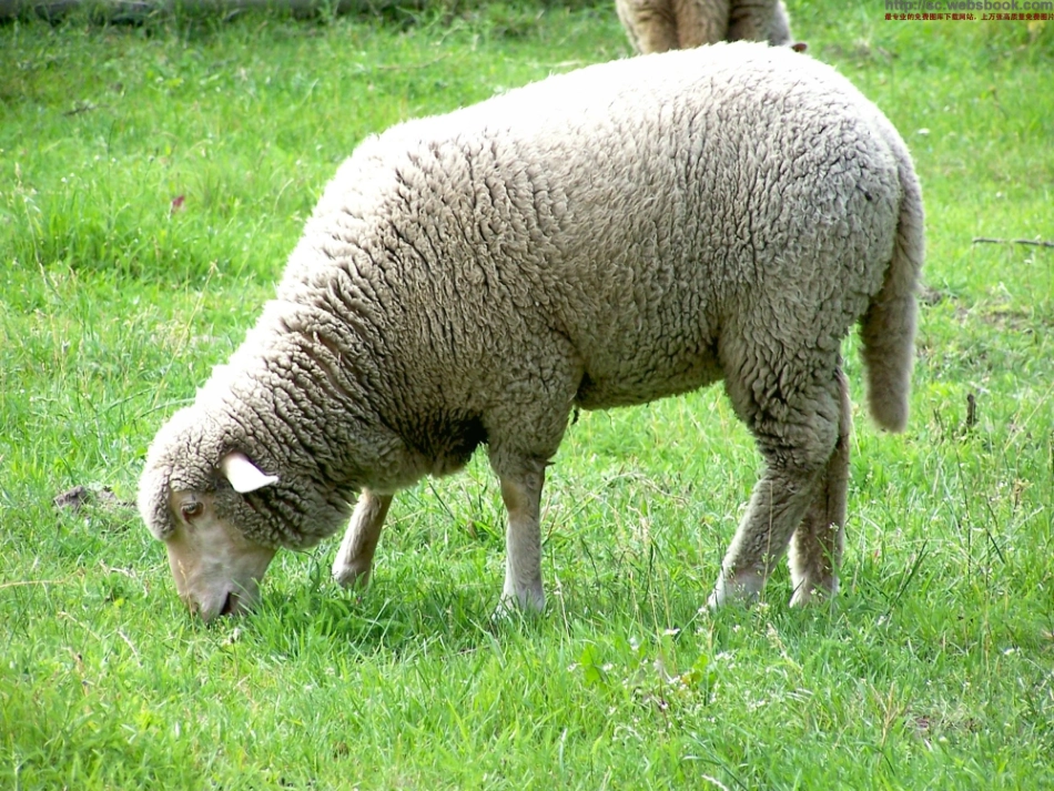 《剪羊毛》课件._第2页