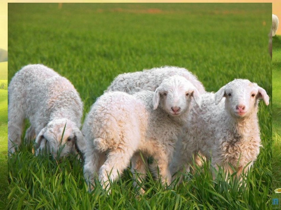 《剪羊毛》课件._第3页