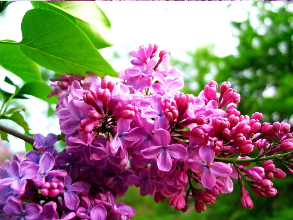 一株紫丁香课件_第3页