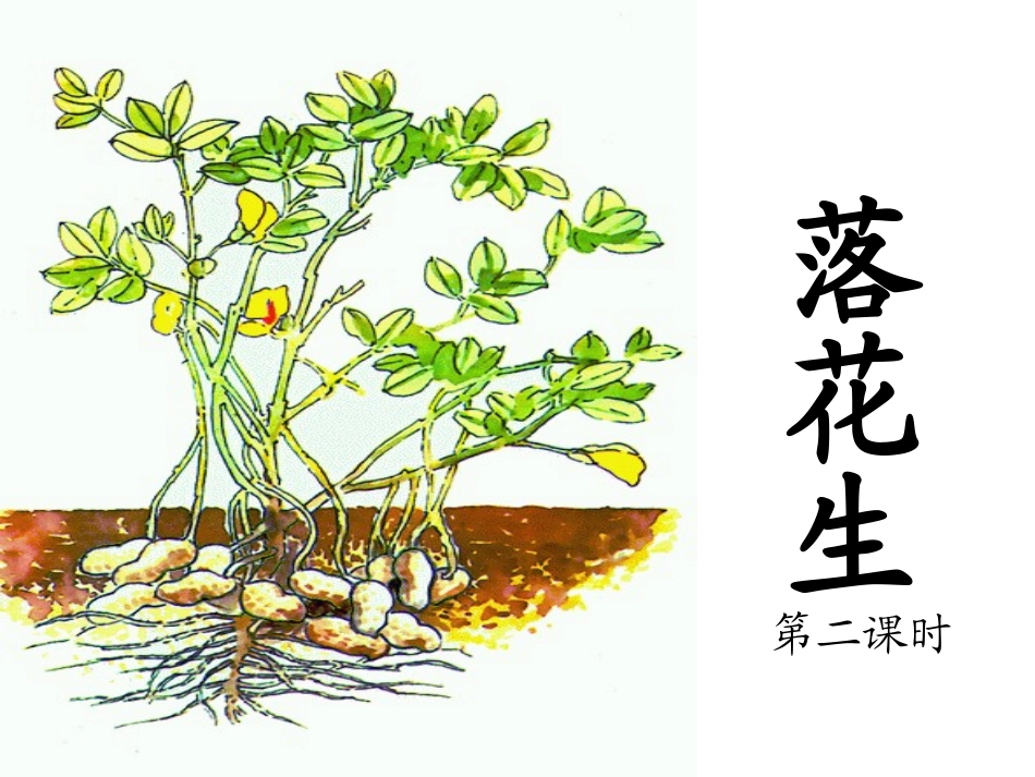 落花生ppt-531582_第1页