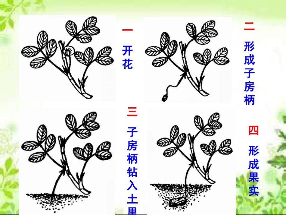 落花生ppt-531582_第2页