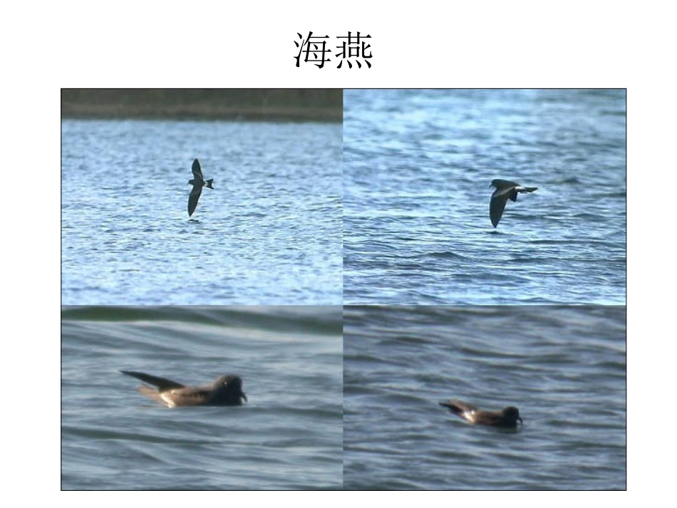 海燕课改合格课_第3页