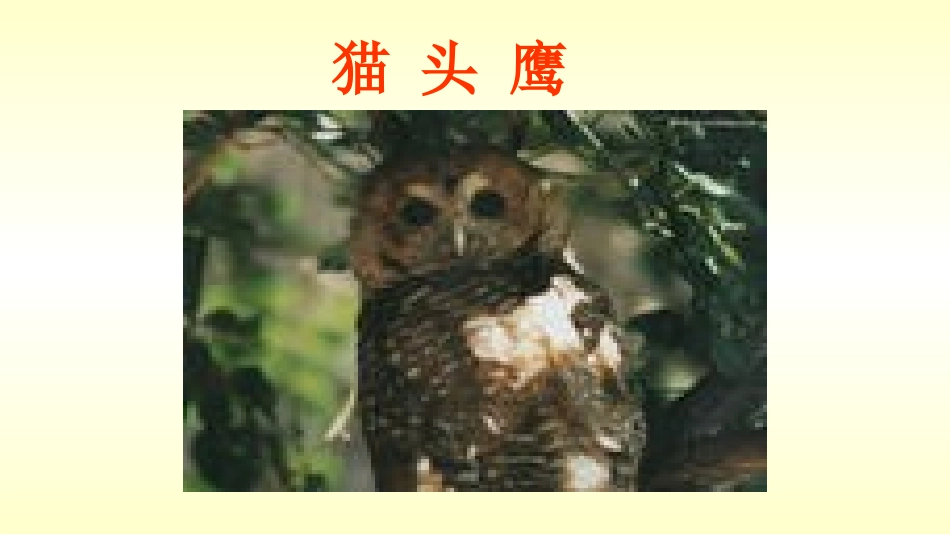 小学二年级语文让猫头鹰好好睡觉李燕修改稿20140603_第3页