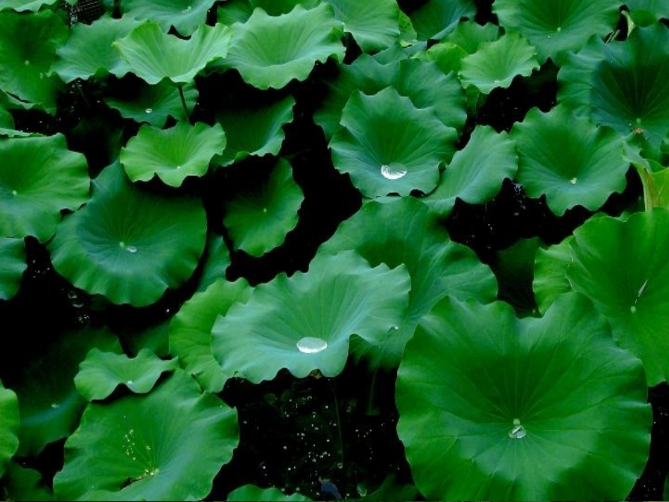 (部编)人教语文2011课标版一年级下册《荷叶圆圆》第一课时课件-(3)_第2页