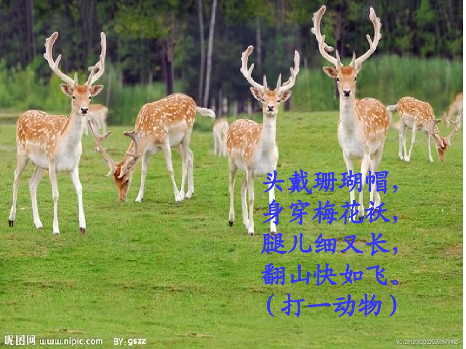 狮子和鹿ppt._第1页