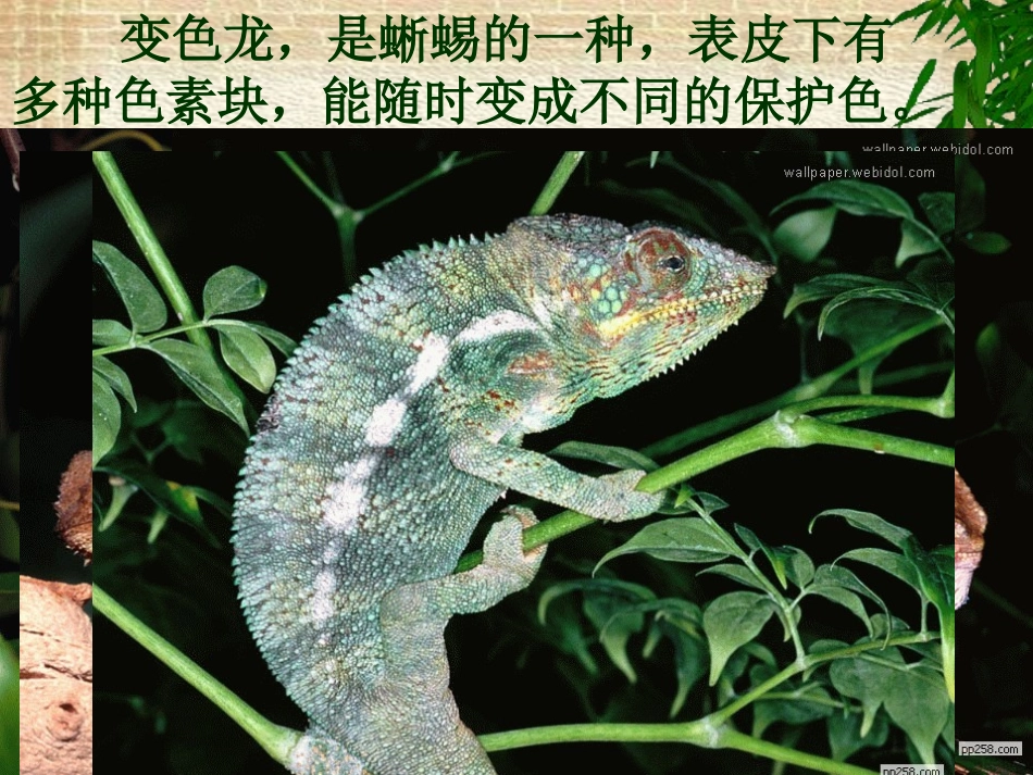 《变色龙》课件(2)_第1页