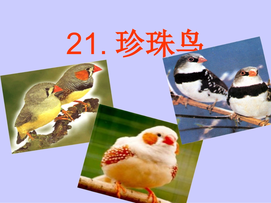 珍珠鸟第一课时_第1页