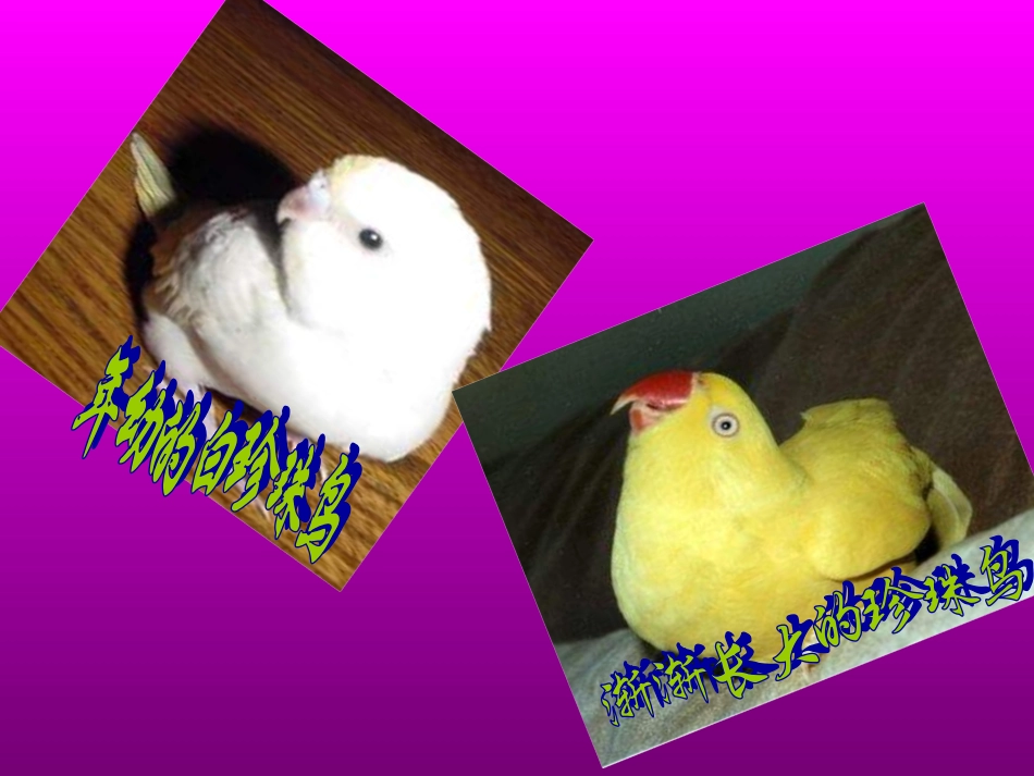 珍珠鸟第一课时_第3页