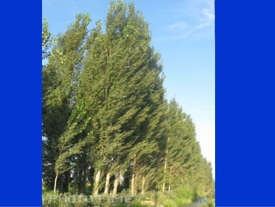 白杨教学课件_第1页