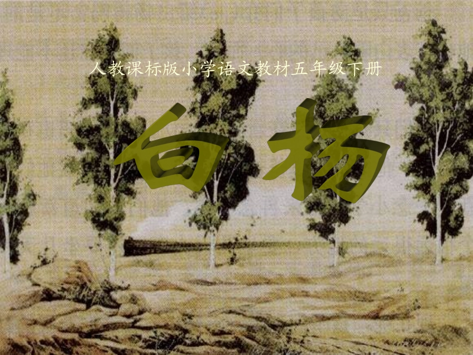 白杨教学课件_第2页