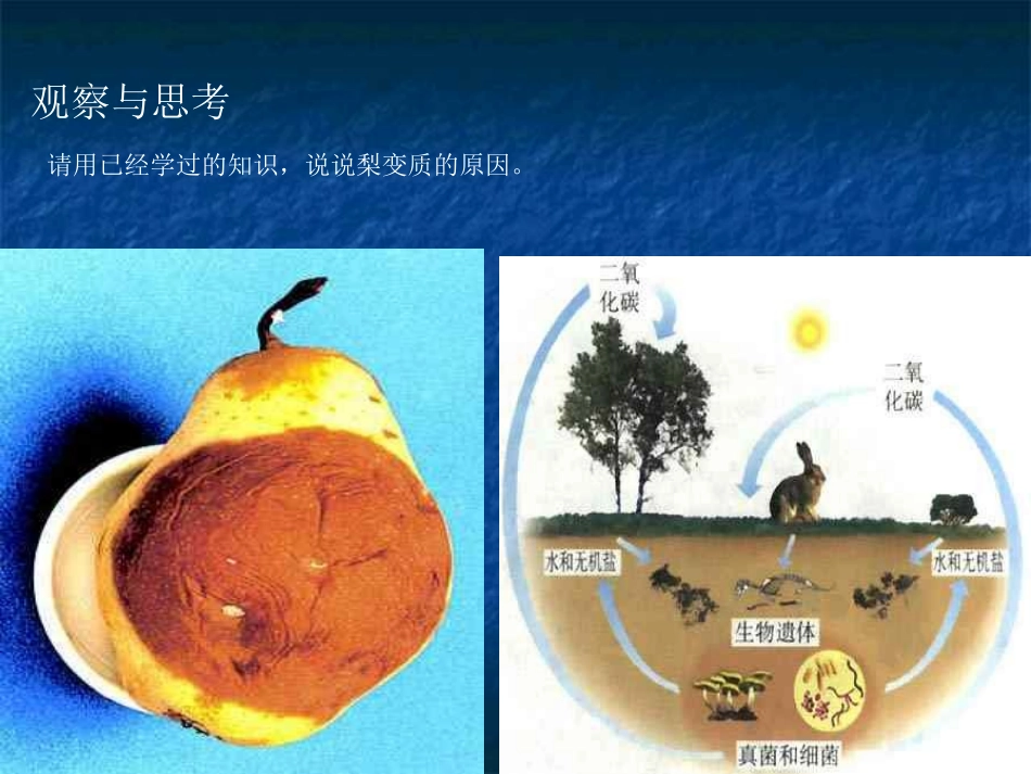 2013秋人教版八上第四节《细菌和真菌在自然界中的作用》ppt课件._第3页