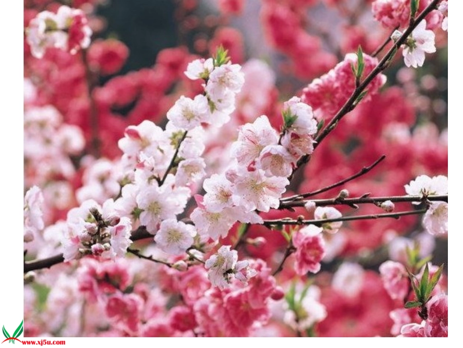 别把花草弄疼了课件_第2页