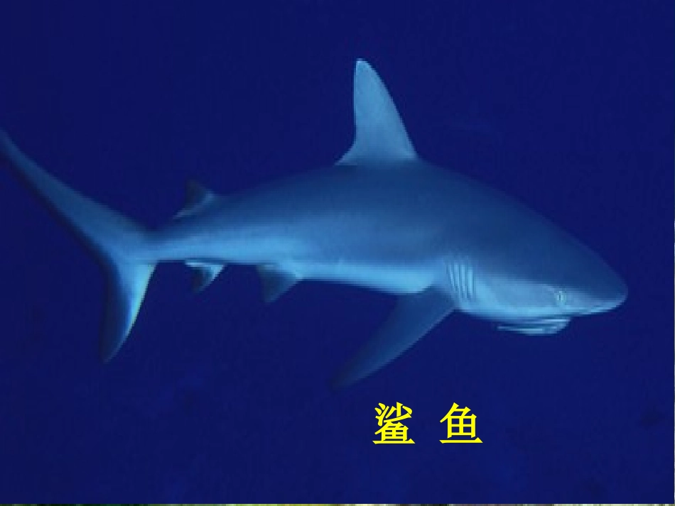 人美版小学美术一年级上册《谁画的鱼最大》课件_第3页