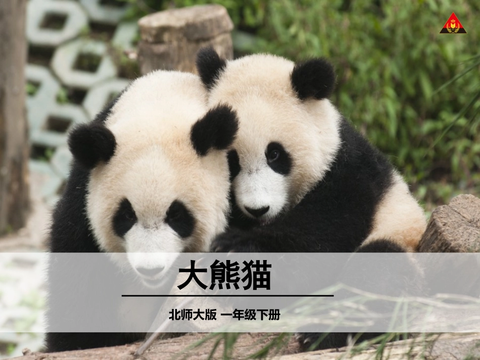 大熊猫教学课件(闵春)_第1页