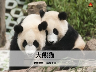 大熊猫教学课件(闵春)