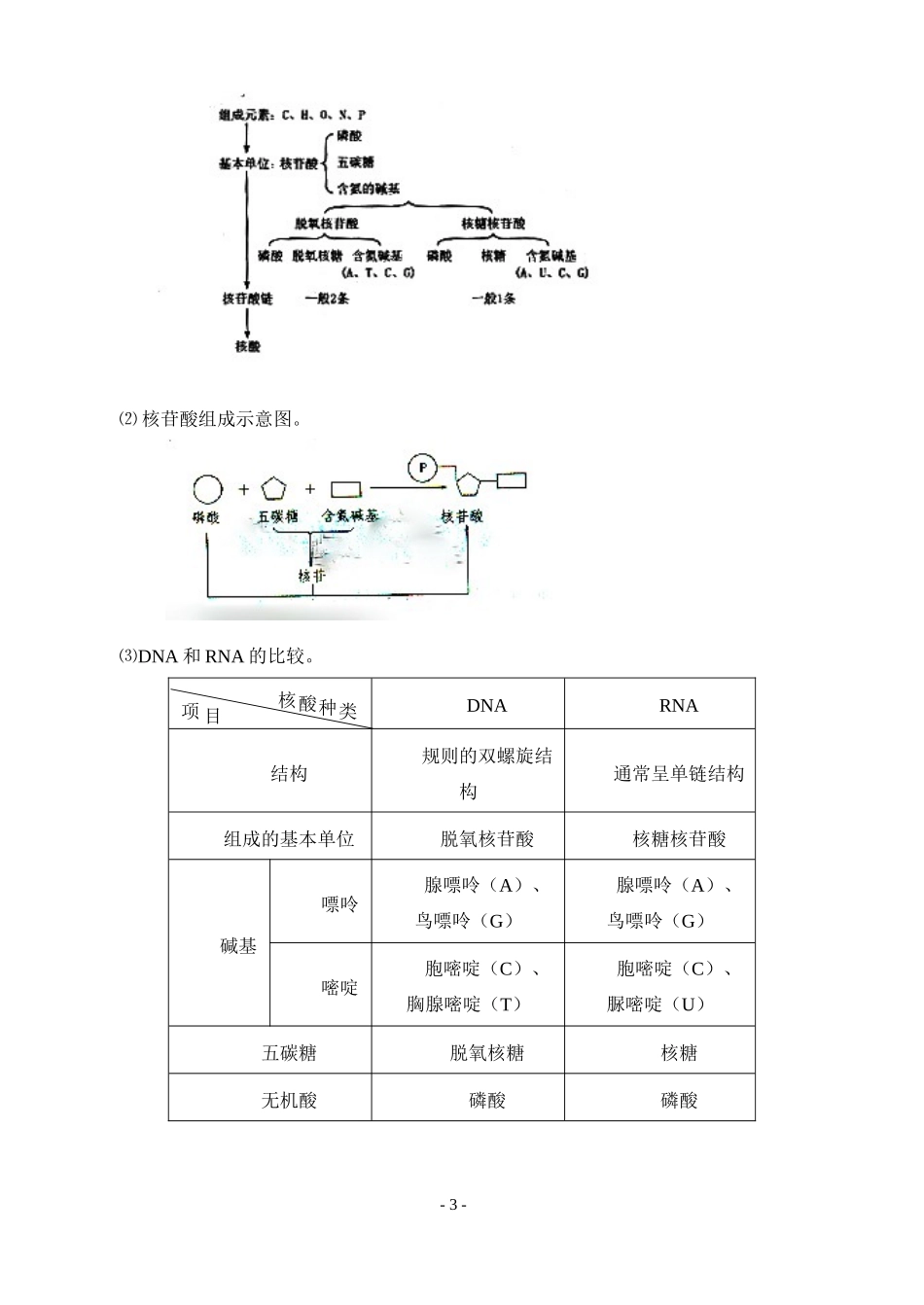 1.2.3遗传信息的携带者——核酸_第3页