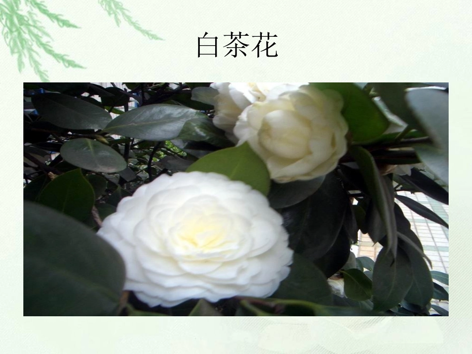 《我看到了什么》教学课件1_第3页