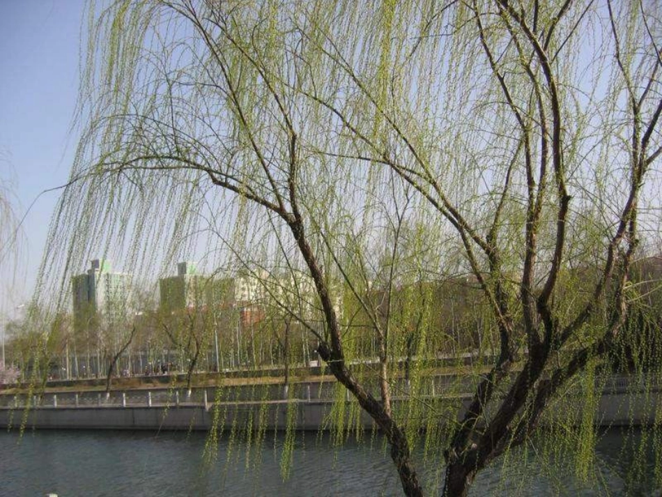 青岛版小学科学六年级上册《四季更替》课件_第2页