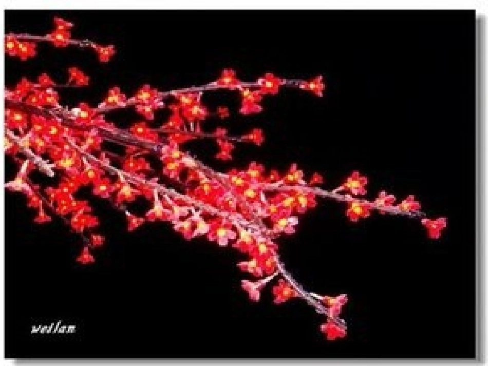 梅花魂ppt课件_第1页