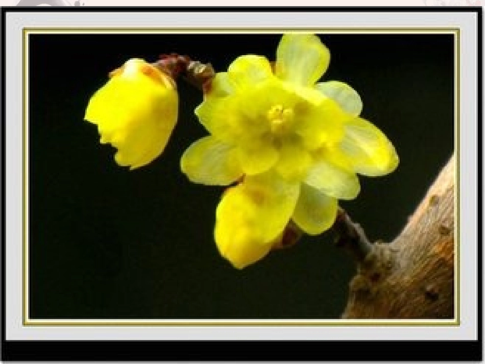 梅花魂ppt课件_第3页