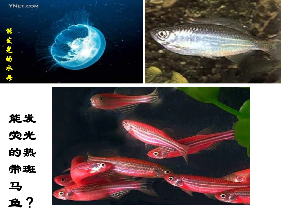 6.2《基因工程及其应用》-课件-丁稳双_第2页