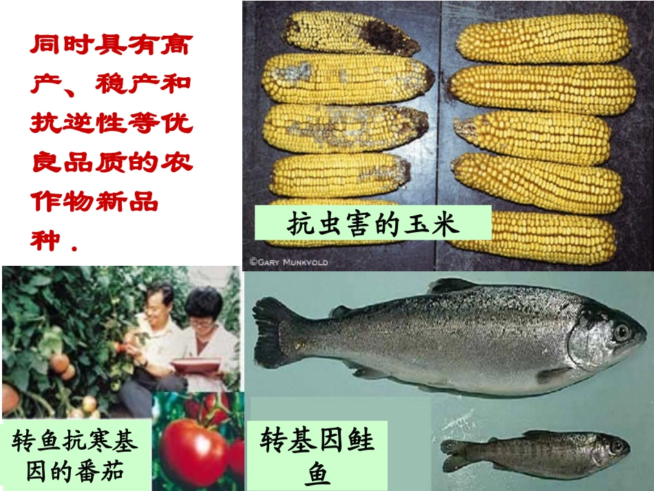 6.2《基因工程及其应用》-课件-丁稳双_第3页