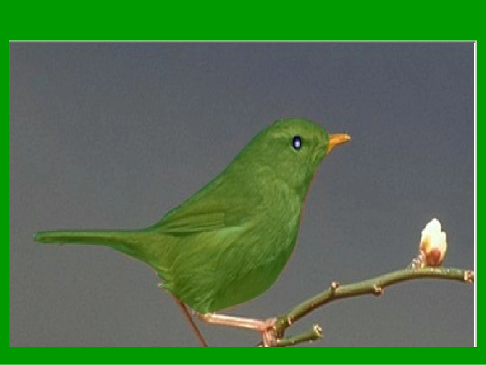 《放小鸟》课件(苏教版一年级语文下册课件)2013_第3页