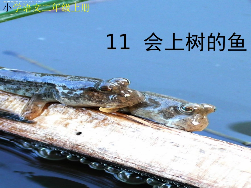 11----会上树的鱼_第1页