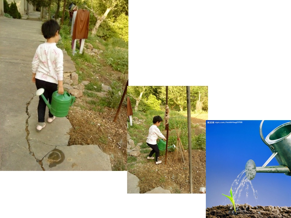 青岛版小学科学四年级上册《植物的茎》课件_第3页