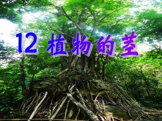 青岛版小学科学四年级上册《植物的茎》课件