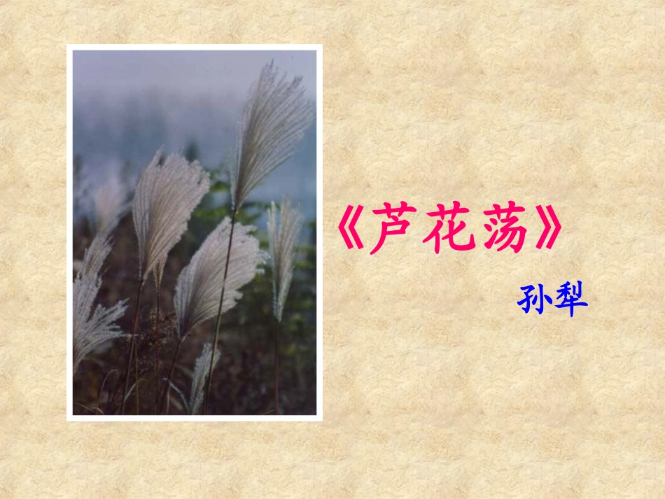 2-芦花荡2_第1页
