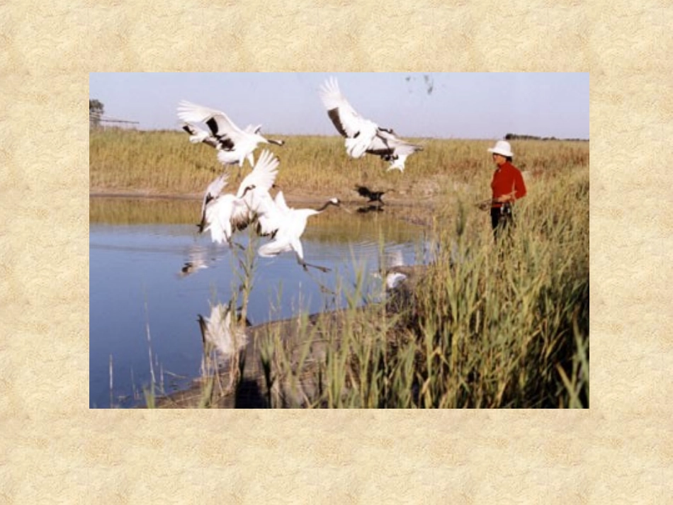 2-芦花荡2_第3页