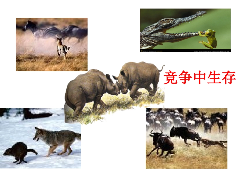 人教版初中八年级上册思想品德《竞争合作》课件_第2页