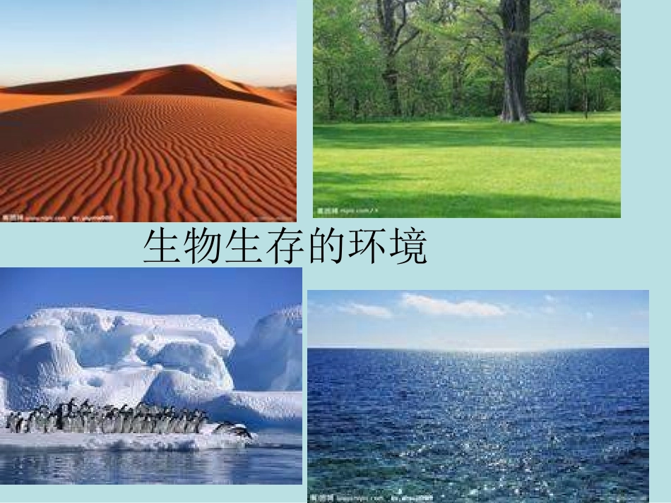七年级上册《生物生存的环境》ppt_第2页