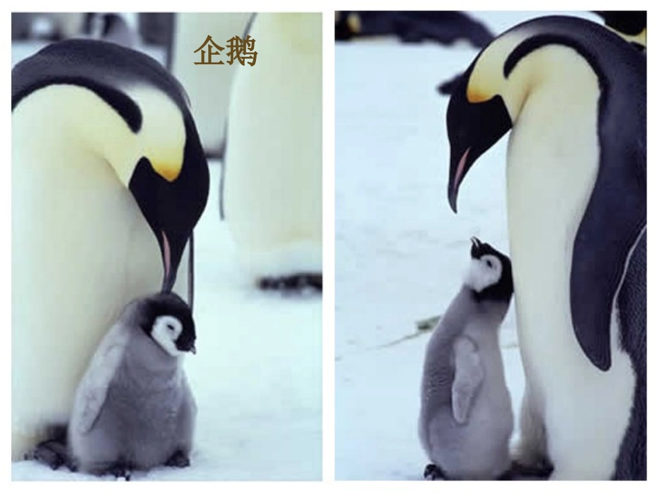 基因控制生物的性状_第2页