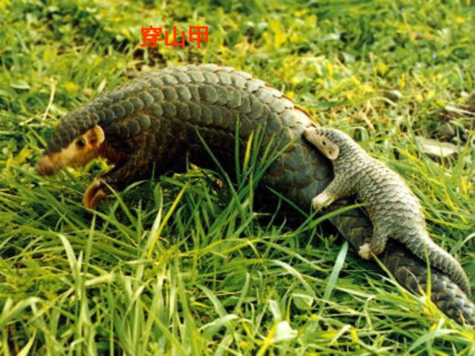 基因控制生物的性状_第3页