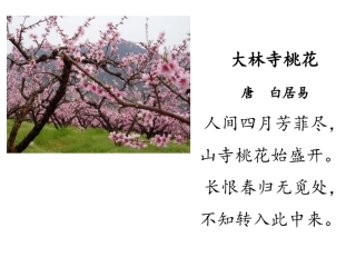 38山里的桃花开得迟